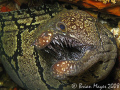   Dont mess me............................ snarling Mosaic Moray Gymnothorax prionodonCanon G9 me!"............................ me!"  